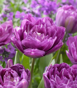 Tulipn BLUE SPECTACTLE 5 ks v balen