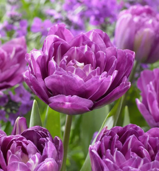 Tulip�n �BLUE SPECTACTLE�, kont. 0,5 l