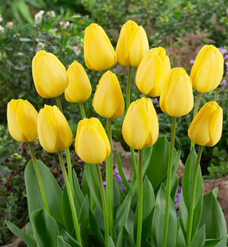 Tulip�n �GOLDEN PARADE� 5 ks v balen�
