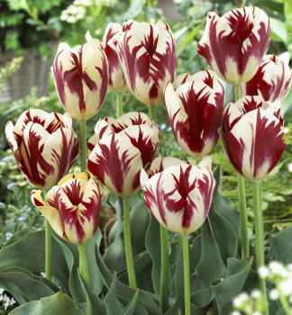 Tulipán ´GRAND PERFECTION´ 5 ks v balení