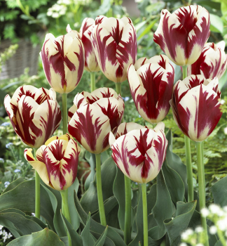 Tulipn GRAND PERFECTION 5 ks v balen