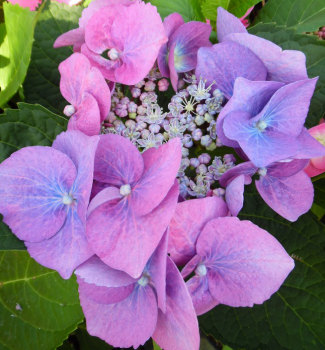 Hortenzia kalinolist� �TWILIGHT� 30-40 cm, kont. 1,4 l