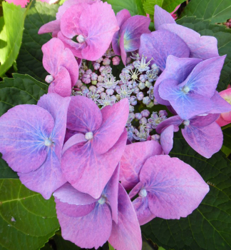 Hortenzia kalinolist� �TWILIGHT� 30-40 cm, kont. 1,4 l