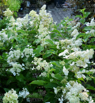 Hortenzia metlinat SILVER DOLLAR 60-70 cm, kont. 3 l