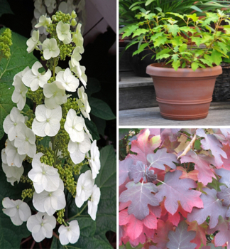 Hortenzia dubolist ICE CRYSTAL 20-30 cm, kont. 2 l