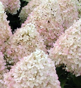 Hortenzia metlinat MAGICAL SUMMER 30-40 cm, kont. 2,5 l