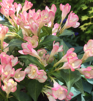 Vajgela kvetnatá ´ALL SUMMER PEACH®´ 30-40 cm, kont. 2,5 l