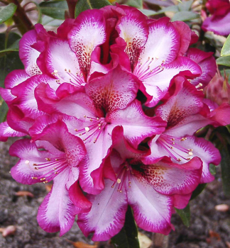 Rododendron ´MIDNIGHT MYSTIQUE´ štepený, 30-40 cm, kont. 4 l 