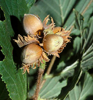 Obr�zok (1)