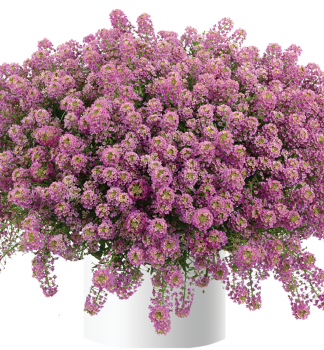 Lobul�ria previsnut� �RASPBERRY STREAM�, kont. 0,5 l