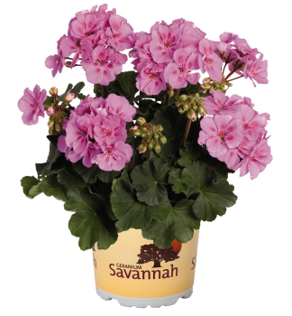 Pelarg�nia vzpriamen� �SAVANNAH� LAVENDER SPLASH�, kont. 0,5 l
