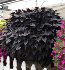 Povojn�k �BLACK TONE�, kont. 0,5 l