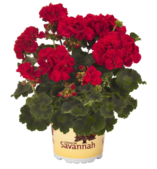 Pelarg�nia vzpriamen� �SAVANNAH� REALLY RED�, kont. 0,5 l