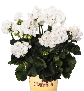 Pelarg�nia vzpriamen� �SAVANNAH� WHITE�, kont. 0,5 l