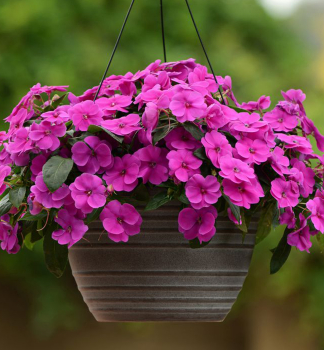 Net�kavka novoguinejsk� �PETTICOAT PURPLE�, kont. 0,5 l