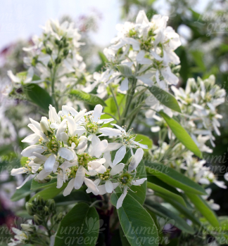 Obr�zok (6)