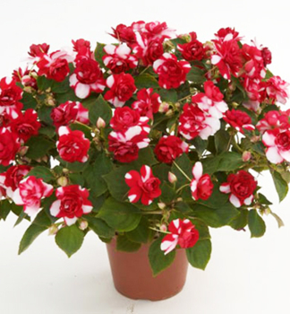 Net�kavka sult�nska �MUSICA BICOLOR DARK RED�, kont. 0,5 l