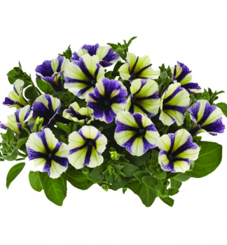 Obr�zok