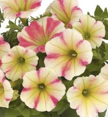 Obr�zok (2)