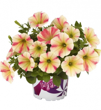 Pet�nia previsnut� �PEPPY�SUNSET�, kont. 0,5 l