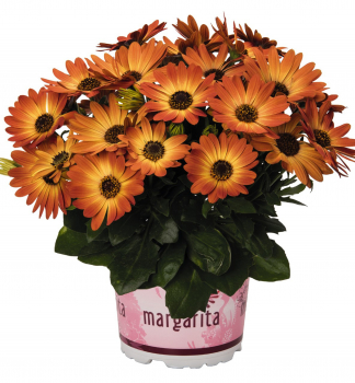 Osteospermum (africk� sedmokr�ska) �MARGARITA ORANGE FLARE�, kont. 0,5 l