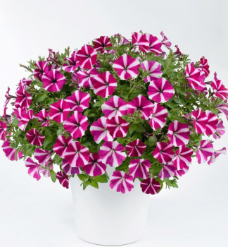 Pet�nia poloprevisnut� srdie�kovit� �AMORE� JOY�, kont. 0,5 l