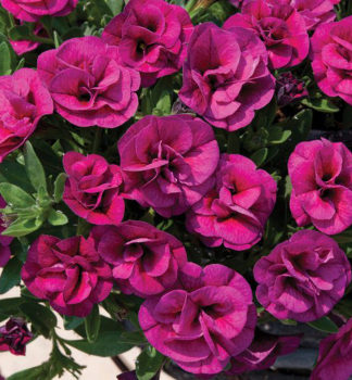 Minipet�nia previsnut� �ALOHA DOUBLE� PURPLE�, kont. 0,5 l