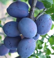 Slivka neskor� �HAROMA��, podp. myrobal�n, 200-220cm, vo�nok.