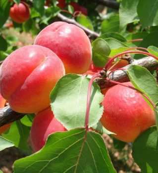 Marhu�a �BIG RED��, 130-140 cm, podp. zelen� ringlota, kont. 5 l