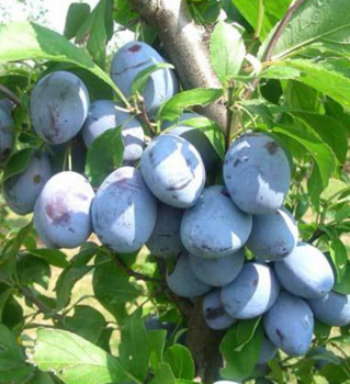 Slivka neskor� �HANKA��, podp. myrobal�n, 160-180 cm, vo�nokor.