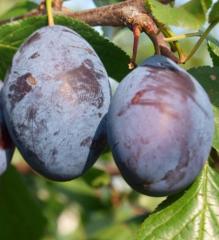 Slivka neskor� �JOGANTA��, podp. wangenheim, 110-130 cm, vo�nok.