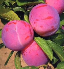 Ringl�ta skor� �MALVAZINKA� podp. Wavit, 110-130 cm, zemn� bal 