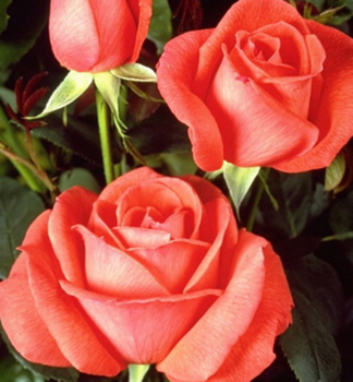 Ruža veľkokvetá kríková ´SUPERSTAR®´ *** Tantau, kont. 6 l 