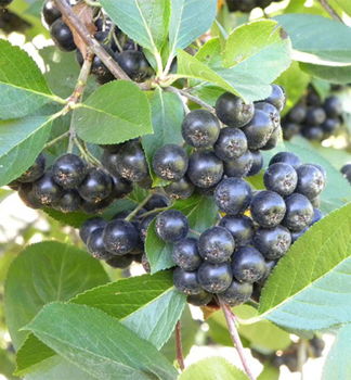 Ar�nia �ere��olist� �VIKING� 40-50 cm, kont. 2,5 l