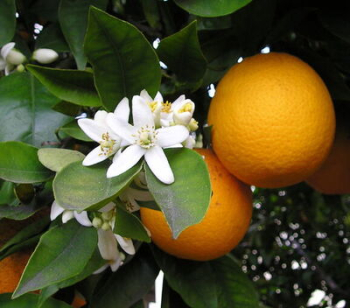 Pomarančovník ´CALABRIA´ 40-50 cm, kont. 2 l, štepený