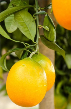 Pomarančovník ´CALABRIA´ 40-50 cm, kont. 2 l