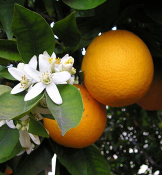 Pomaranèovník ´CALABRIA´ 60-70 cm, kont. 2 l, štepený