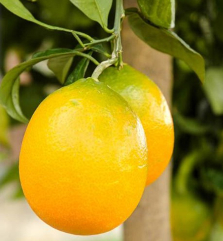 Pomarančovník ´CALABRIA´ 40-50 cm, kont. 2 l