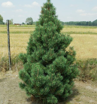 Borovica horsk� �COLUMNARIS� 30-40 cm, kont. 7,5 l