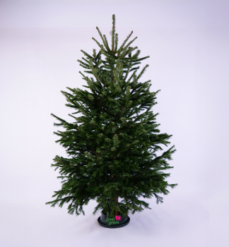 Jeda normandsk PREMIUM, rezan 200-220 cm