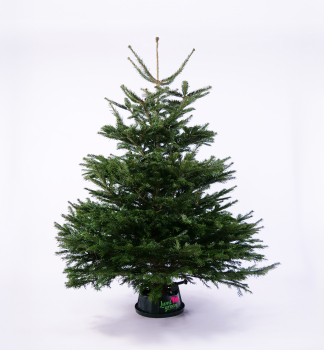 Jeda normandsk PREMIUM, rezan 170-200 cm