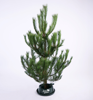 Vianoèná borovica èierna, rezaná 140-160 cm
