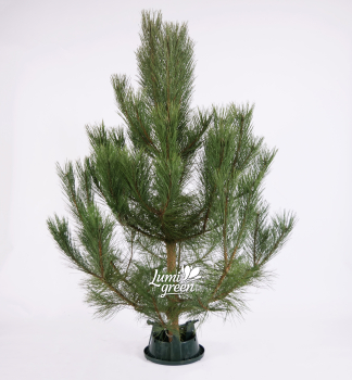 Vianočná borovica čierna, rezaná 160-180 cm, I. trieda