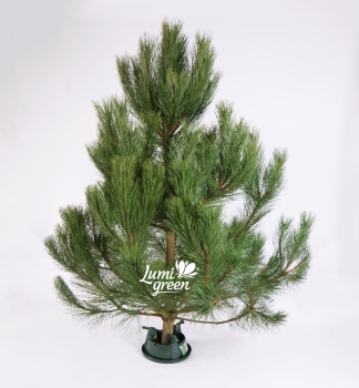 Vianon borovica, rezan 110-120 cm