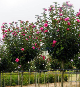 Ibitek srsky MAGENTA CHIFFON na kmienku 50 cm, kont. 3 l