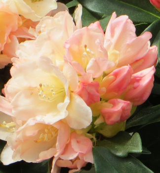 Rododendron jakušimský ´GOLDEN TORCH´ 30-40 cm, kont. 5 l