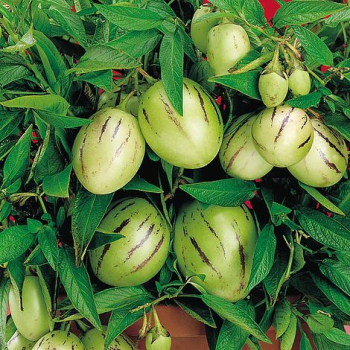 Meln (Solanum muricatum) COPA, kont. 1 l