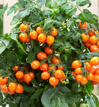 Raj�ina balk�nov� �TALITA ORANGE�, kont. 1 l