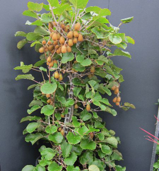 Kiwi veľkoplodé ´JENNY´ 170-190 cm, 2 rastliny v kont. 12 l