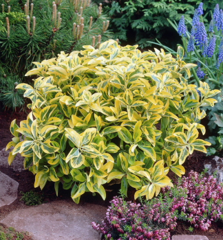 Br�len japonsk� �AUREUS� 20-30 cm, kont. 3 l